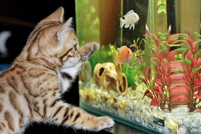 A photographic image of a kitten staring at an aquarium.