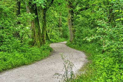 A photographic image of a path in the forest.
