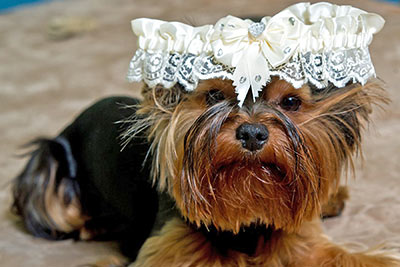 A photographic image of a puppy wearing a wedding garter.