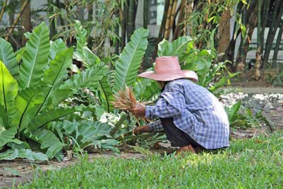A photographic image of a gardener.