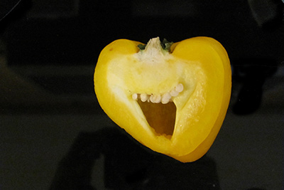 A photographic image of a laughing yellow bell pepper.