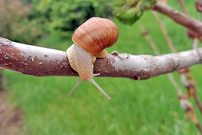 A photographic image of a snail on a tree branch.
