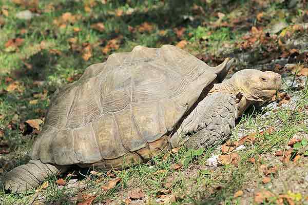 A photographic image of a large tortise.