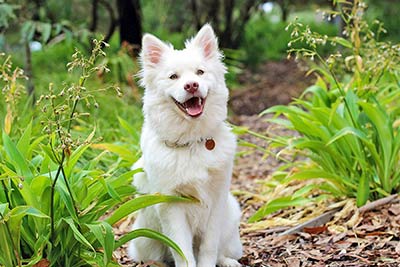 A photographic image of a laughing dog.