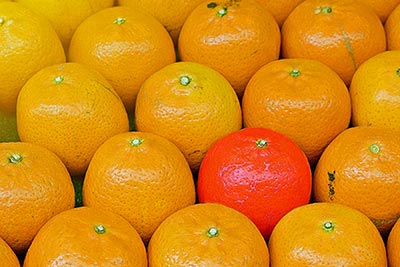 A photographic image of a tangerine surounded by oranges.