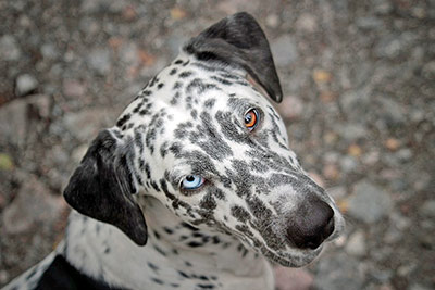 A photographic image of a dog with two different eye colors.
