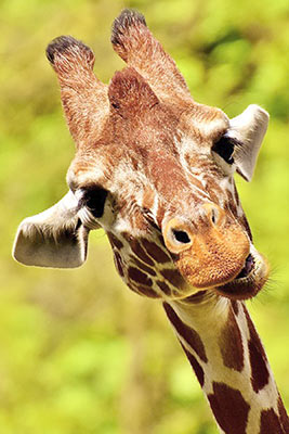A photographic image of a cuious giraffe.