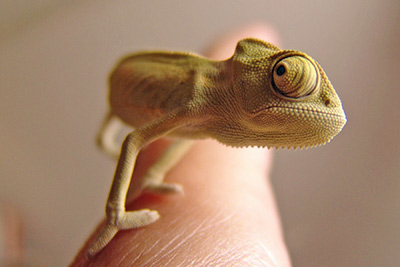 A photographic image of a chameleon.