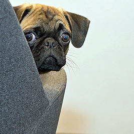 A photographic image of a pug dog.