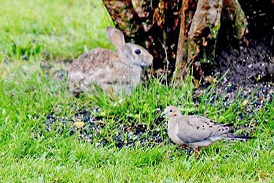A photographic image of a rabbit and a bird.