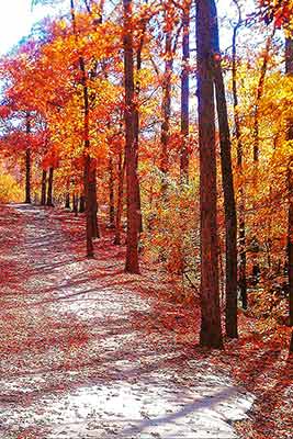 A photographic image of autumn trees.