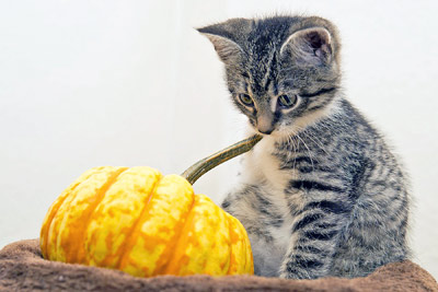 A photographic image of a kitten and a pumpkin.