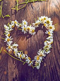 A portrait of a daisy heart.