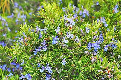 A photographic image of a rosemary bush.