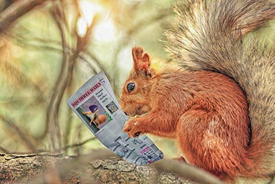 A photographic image of a squirrel reading a newspaper.