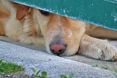 A photographic image of a dog hiding.
