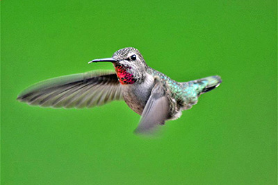 A photographic image of a hummingbird.