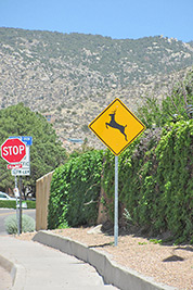 A photographic image of a deer crossing sign that's close to a stop sign.