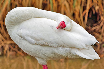 A photographic image of a sleeping swan.