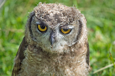 A photographic image of an Owl questioning.