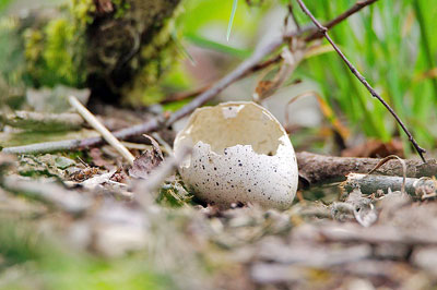 A photographic image of an eggshell on the ground.