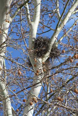 A photographic image of a bird's nest in a neafby tree.