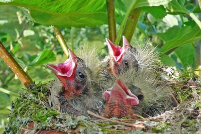 A photographic image of chicks in a nest.