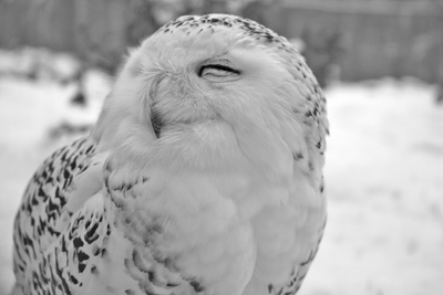 A photographic image of a Snowy Owl.