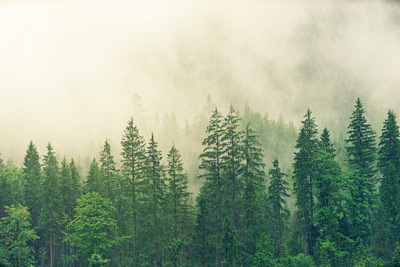 A photographic image of forest fire smoke.