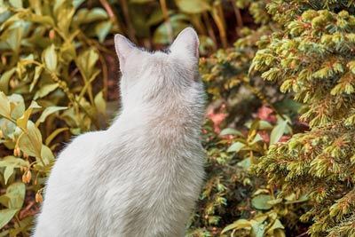 A photographic image of a cat from its rear.