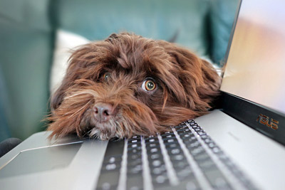 A photographic image of a worried dog at a computer.