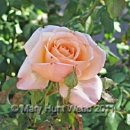 An image of a peach/yellow rose with a red edge.